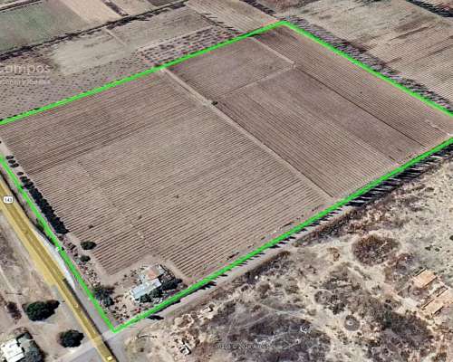 Se Vende Viñedo de 9ha en San Rafael - Mendoza
