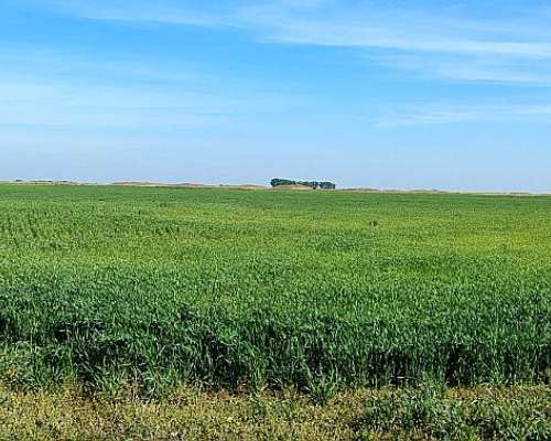 623ha Agrícola-ganaderas Entre Macachín y Anchorena