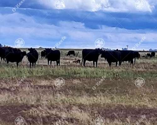 Campo en Venta 441 Has en General Villegas, Bs.as, Mixtas.