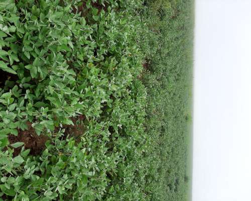 30 Ha Agricola en Sampacho