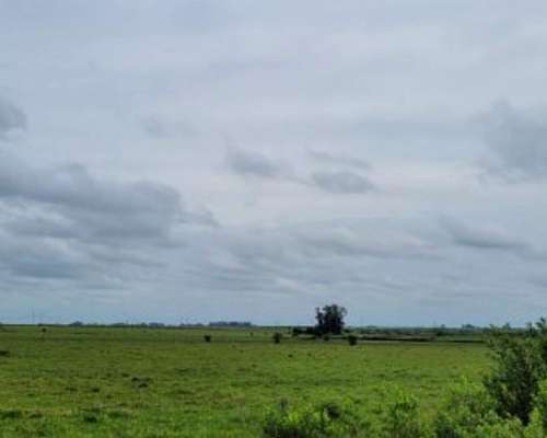 225 Ha en Ubajay - Dto. Colón. Entre Ríos