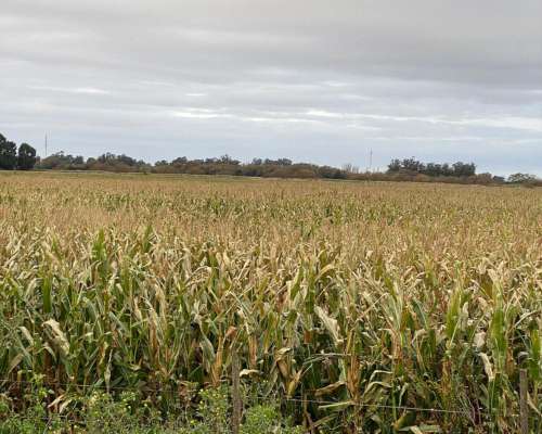 Venta 250 Has 100% Agrícola, Balcarce.