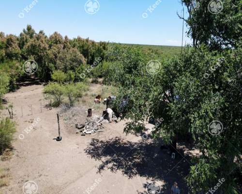 Campo Cría- Recría 74.000 Has Mendoza