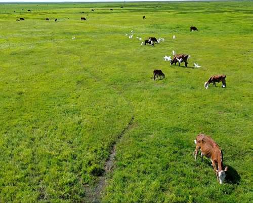 Campo Ganadero/bubalino/inmobiliario Frente a Ituzaingó Ctes