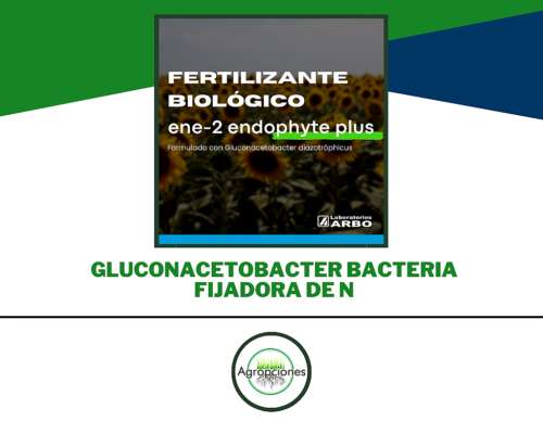 Bacteria Fijadora de Nitrogeno Gluconacetobacet
