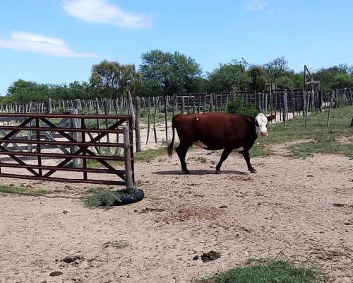 Alto Pencoso Estancia Ganadera Armada