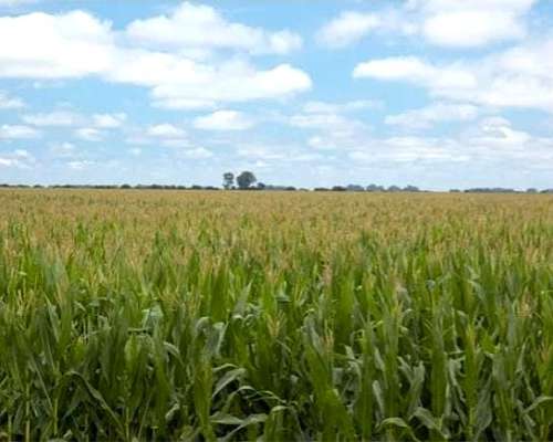 Campo en Zona Villaguay. Excelente Campo Agrícola