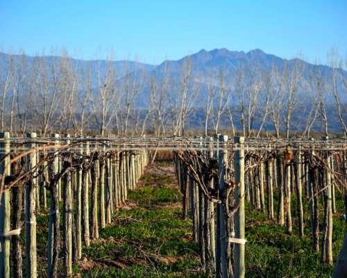 Vendo Finca Olivicola-vitivinicola y Fabrica de Aceite de O.