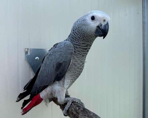 Loros Grises Africanos Machos y Hembras a la Venta.
