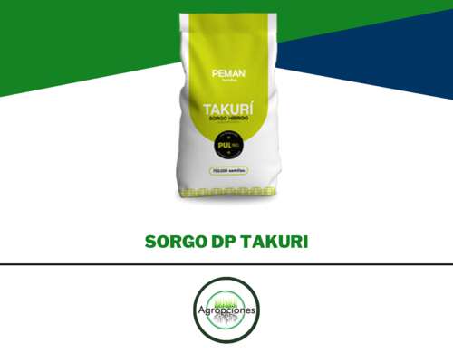 Semilla de Sorgo Doble Proposito Tukuri - Semillero Peman