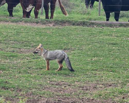 Campo Venta Mixto 3900 Ha Tandil AYA