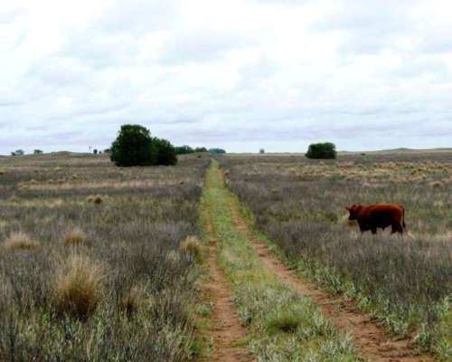 Venta de Campo Ganadero 5000 Has Utracán, la Pampa