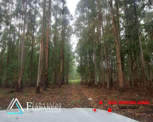 83 Has Forestales a 1 km de Asfalto