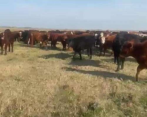 Terneros Machos y Hembras. Disponible