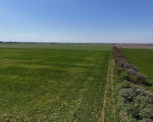 48 Has Agrícolas Clase 2 IP76 - las Colonias