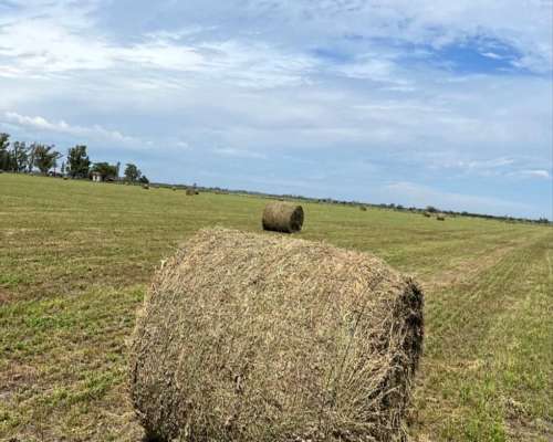 Vendo Rollos de Alfalfa