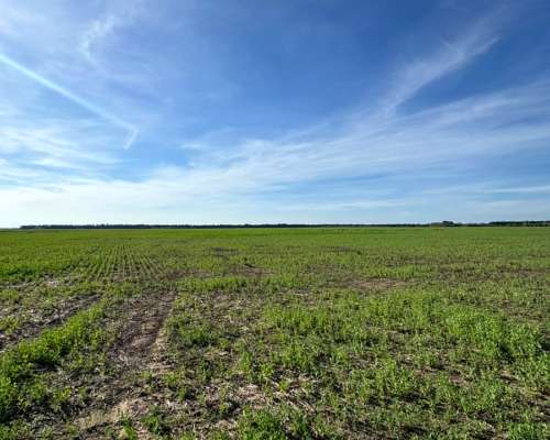 Campo Agrícola 58 Hectáreas