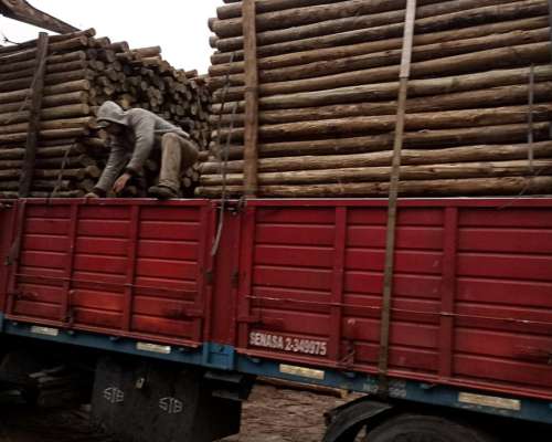 Tutores Eucaliptus 2,5m y 5 a 7cm Diam. - Impregnados CCA