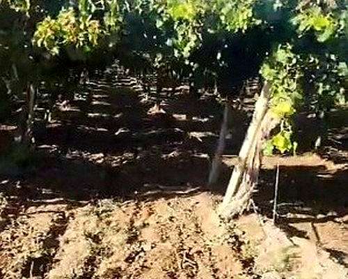 42 Ha Excepcional Finca Vitivinicola, Lavalle, Mendoza