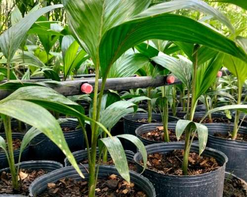 +7.000 Pindó Grandes Disponibles – Venta en Campo – Producto