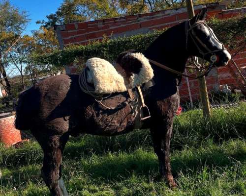 Vendo Caballo Manso de Andar. de Buen Físico y Estatatura.