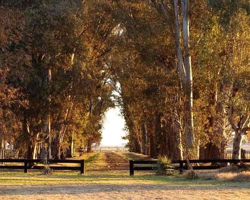 600 Has. Mixtas las Flores