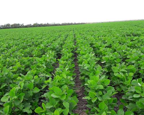 500 Has Cuatro Bocas