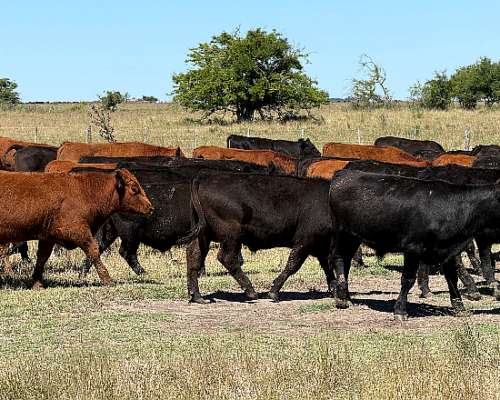 Campo en Venta 2500 HA. Ganadero. General Madariaga Retasado