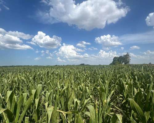 Campo 185 Hectáreas Agricolas