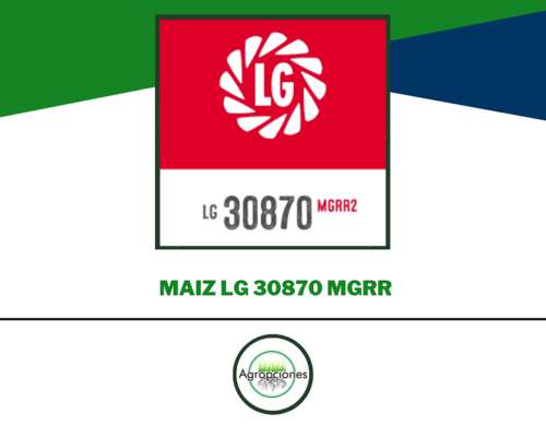 Semilla de Maiz LG 30870 - Limagrain