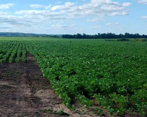 120 Has. Agrícola Venta. Embarcación Salta
