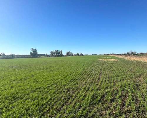 49 Hectáreas Agrícolas en San Pedro.