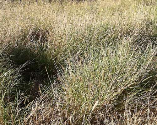 Campo Ganadero 5900 Has. Chañar. la Rioja