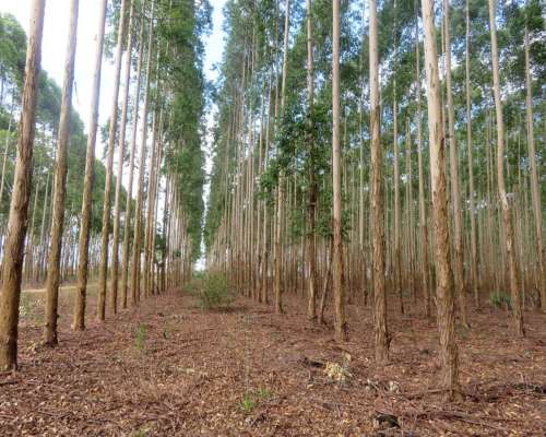 Fideicomiso Forestal - Corrientes