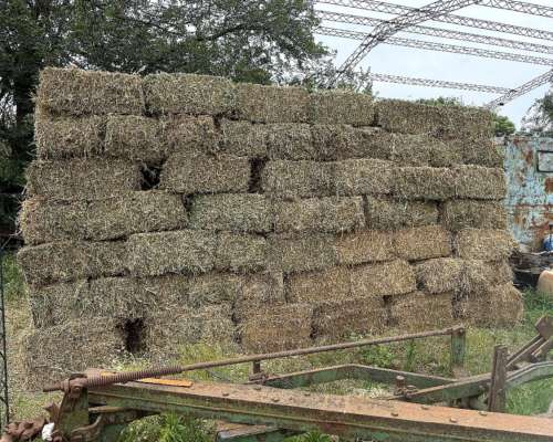 Vendo Fardos de Alfalfa