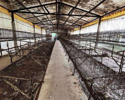 Jaulas para Gallinas Ponedoras 8.000 Aves