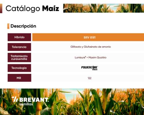 Semillas Brevant - BRV 8181 PWU