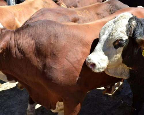 Cualtium Dervon Novillos Feedlot y Gordos