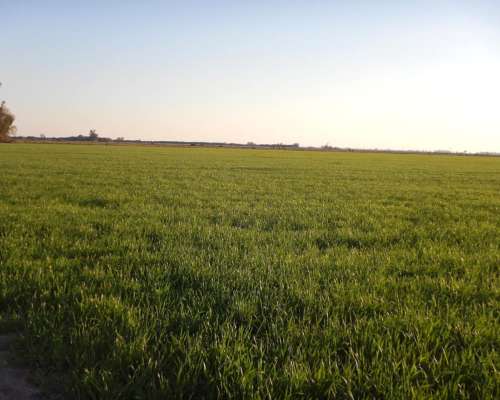 50 Has Agrícolas Ramayon San Justo Santa FE
