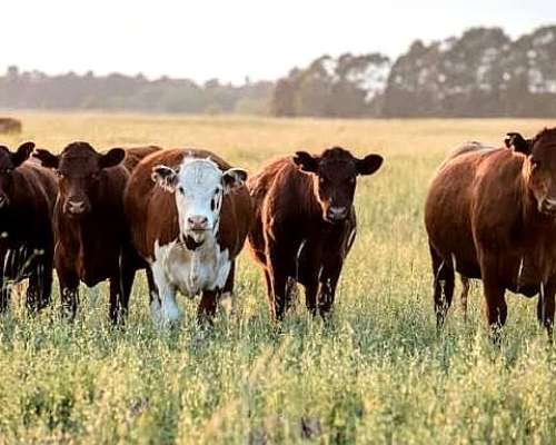 Vendo Campo Mixto Ruta 35