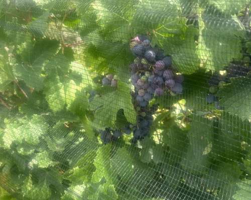 Campo de 25 Ha en Venta – 23 Ha Plantadas - Financia Dueño D