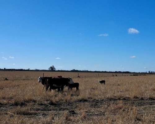 Se Venden 400 Ha en Bella Italia