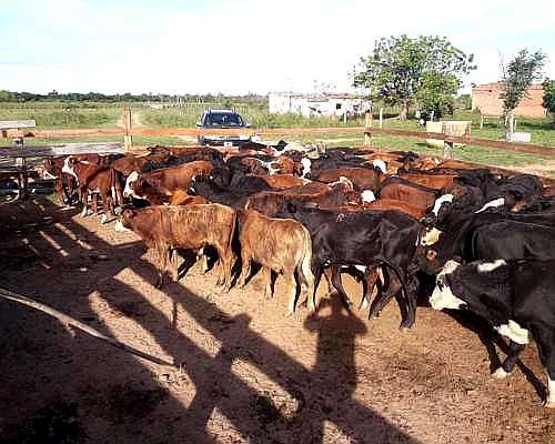Venta de Terneros Invernadas M y H