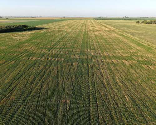 43 HA. Departamento San Martin (santa FE)