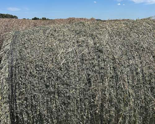 Vendo Rollos de Alfalfa