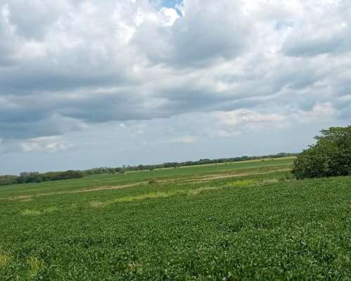 105 Ha Agrícolas. muy Buen Campo. Nogoyá