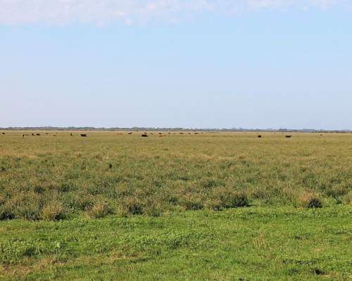 Ctes0028 Venta 7.000 HA. Ganadero Saladas
