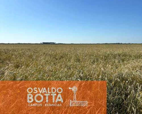 Campo Mixto en Venta, 1654has Carlos Tejedor