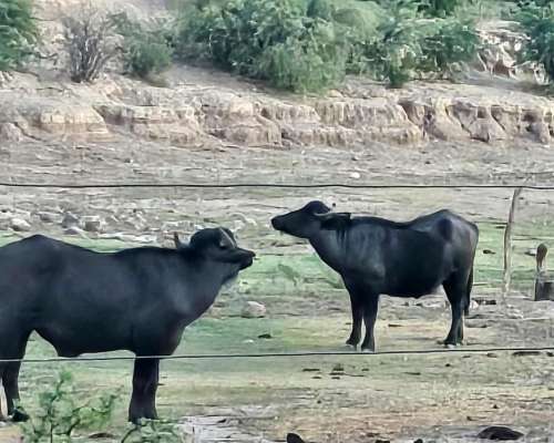 Campo Ganadero de 5.200 Hectáreas -san Luis