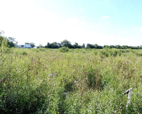 Baradero, Buenos Aires - 15 Ha